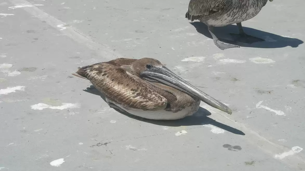 A pelican sits on a concrete floor in the sun.