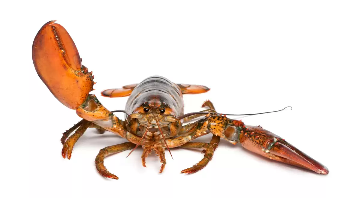 Close-up of a lobster with large claws on a white background.