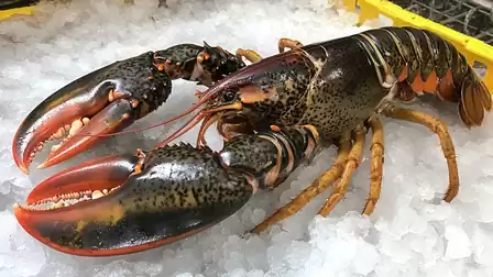 Fresh lobster displayed on ice at the market.