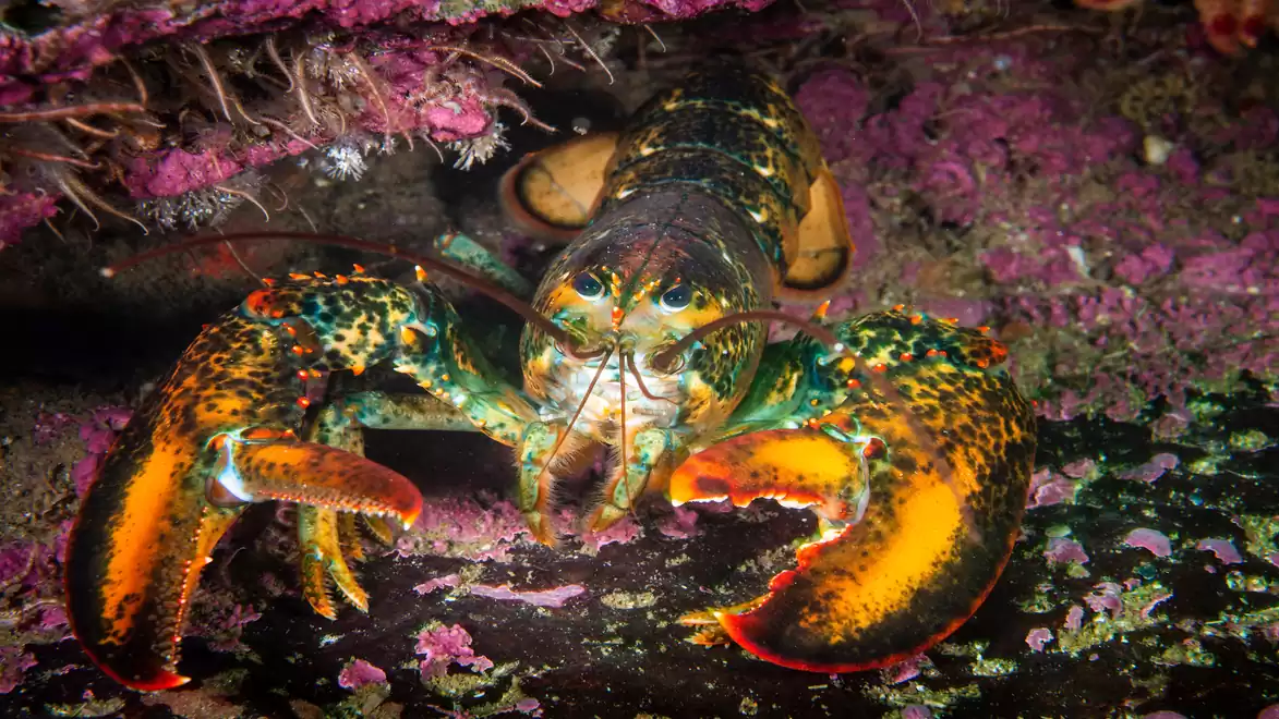 A large lobster sits in an underwater cave, surrounded by purple algae and corals. Its strong claws are visibly open.