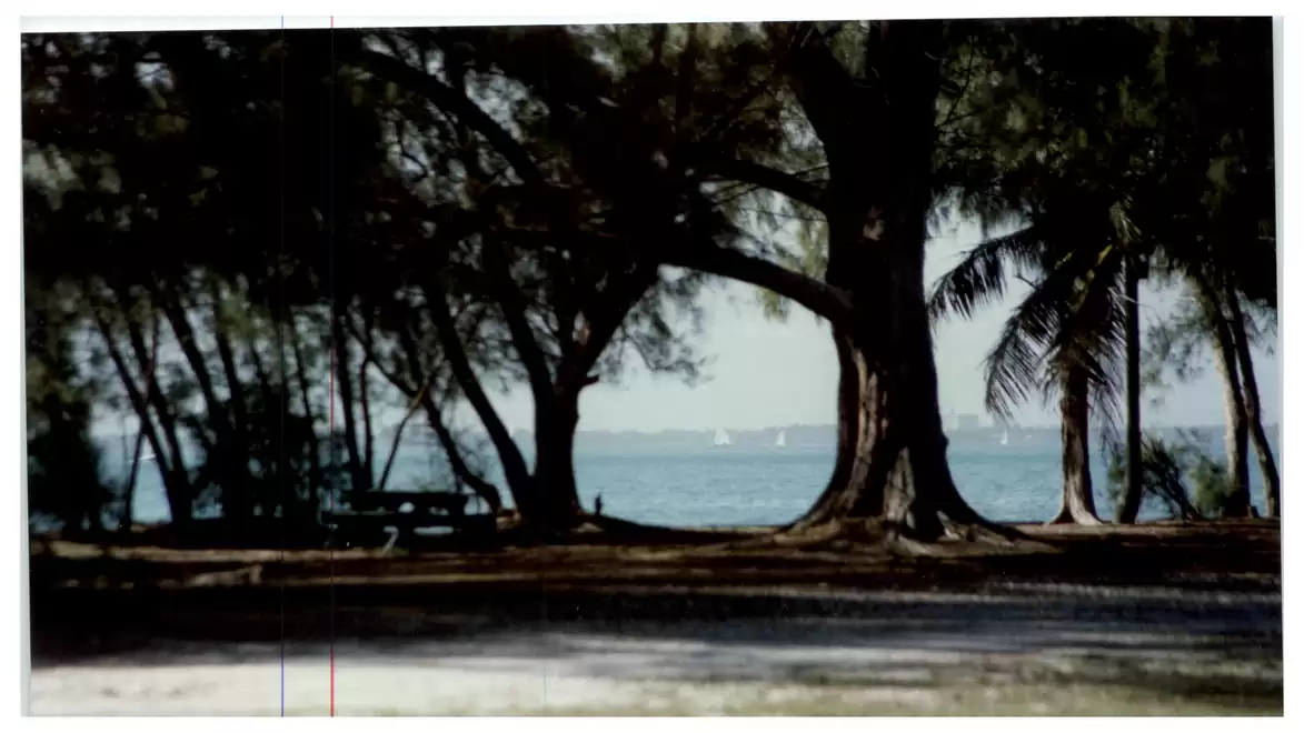 A park with large trees in the foreground casting shadows on the ground. In the background, the sea with several sailboats is visible.