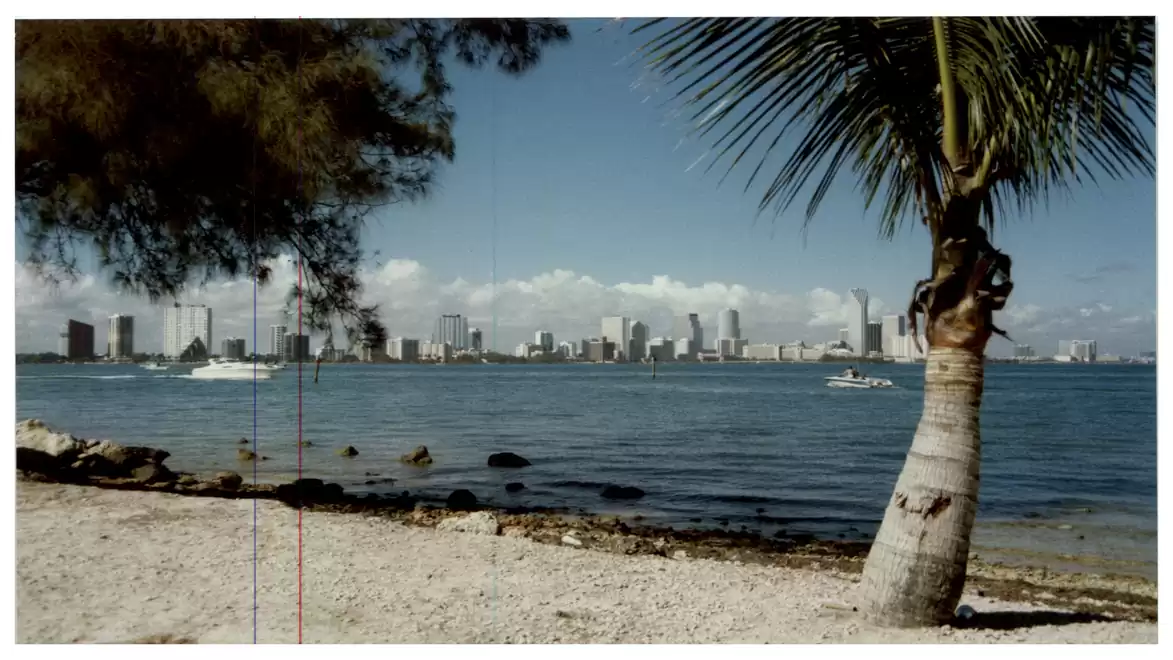 Image of a beach with a palm tree and a view of a city by the water.