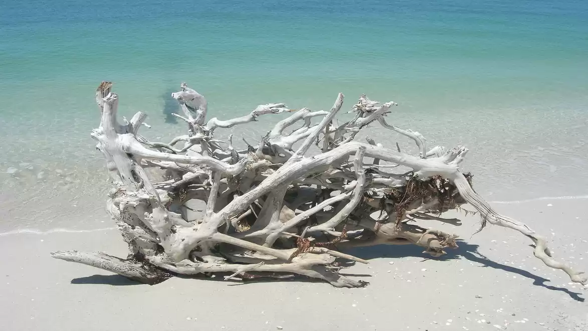 Driftwood on a white sandy beach with clear blue sea in the background.
