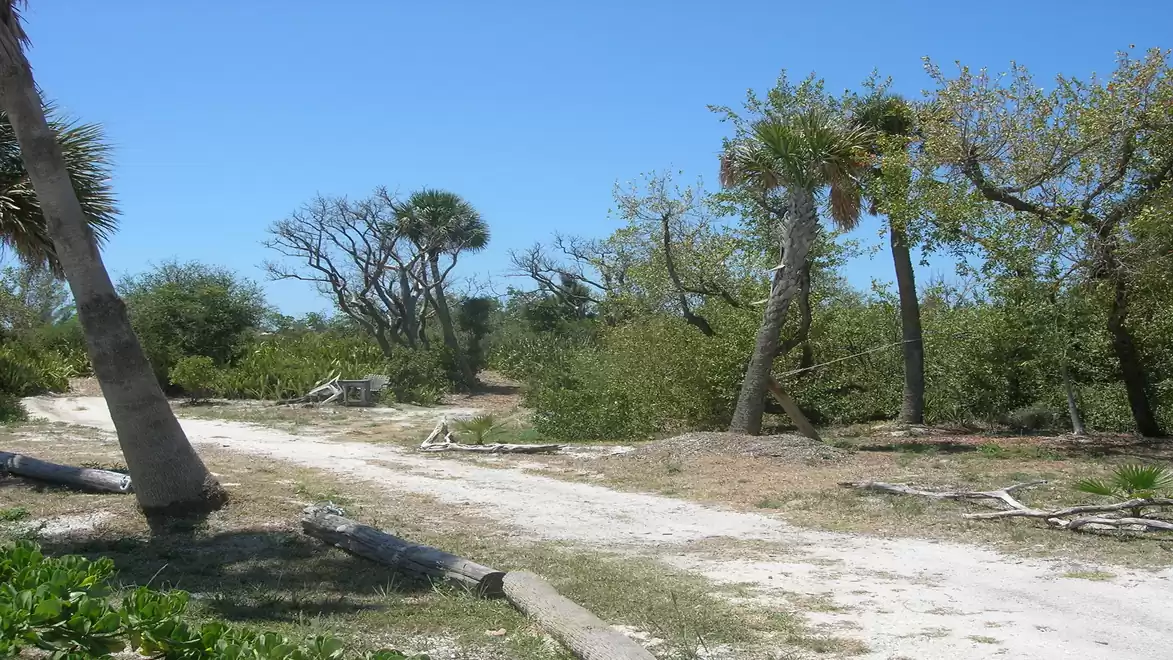 A dusty path through a dry landscape with palm trees under a clear blue sky.