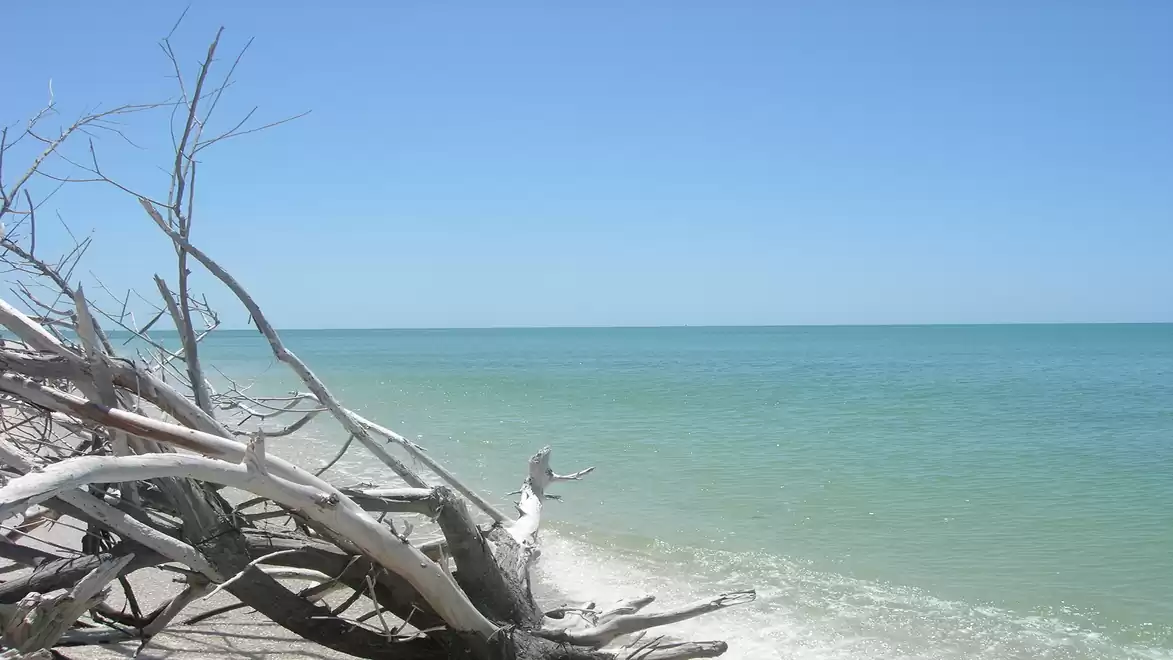 Clear turquoise sea water with bright blue sky and driftwood washed up on the beach.