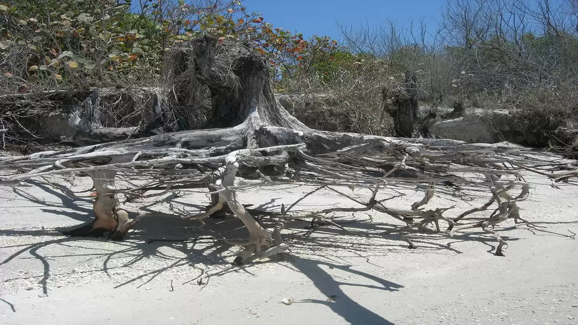 Weathered tree trunk with exposed roots on a sandy beach against a backdrop of shrubs and clear blue sky.