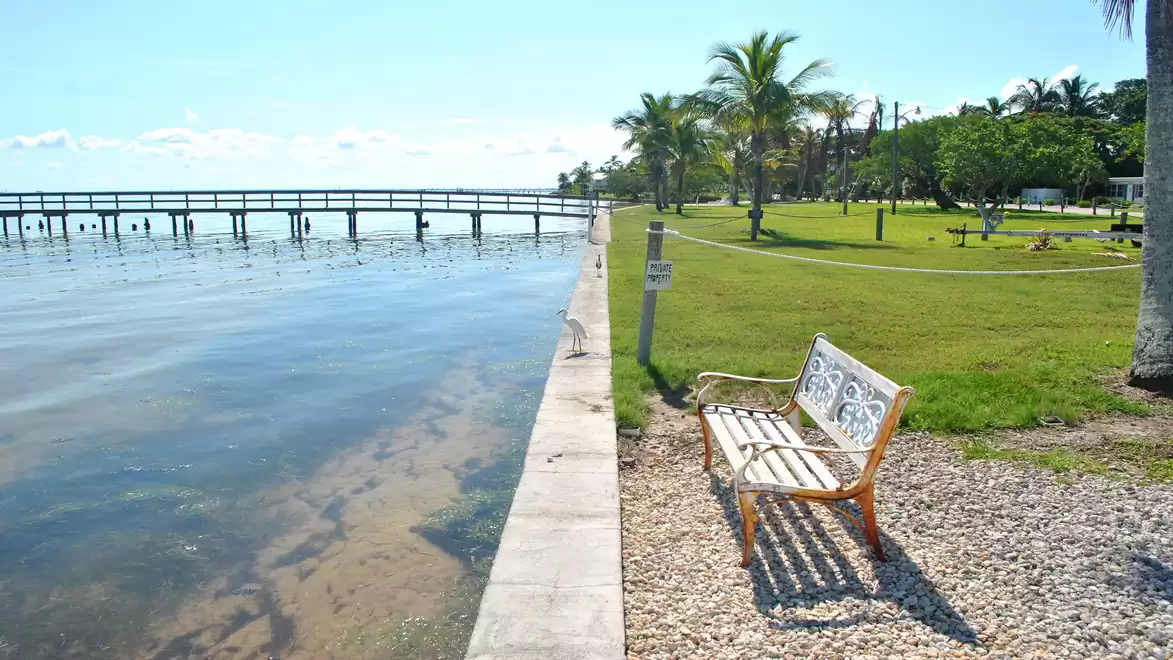 A bench by a waterfront with a pier, surrounded by palm trees and green grass in the sunshine.
