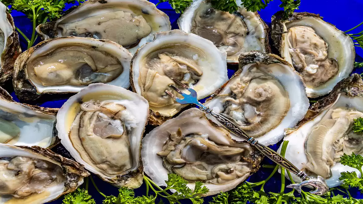 Fresh oysters on a tray garnished with parsley on a blue background.