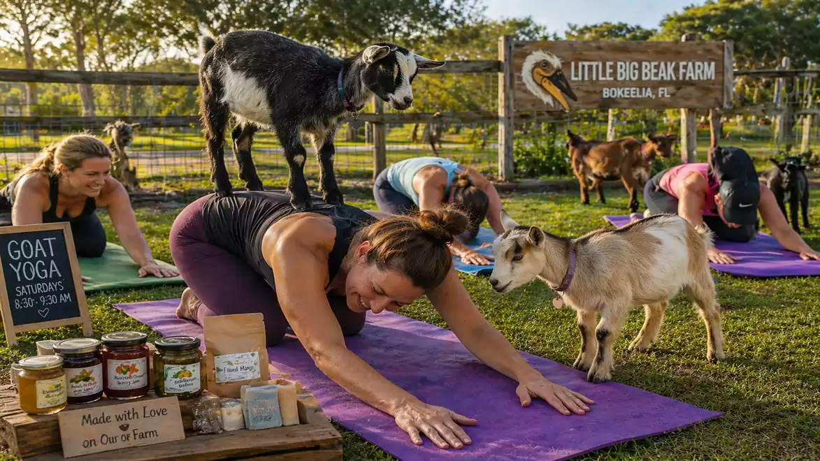 People practicing yoga on a field with goats at Little Big Beak Farm, while a goat stands on a yoga mat.