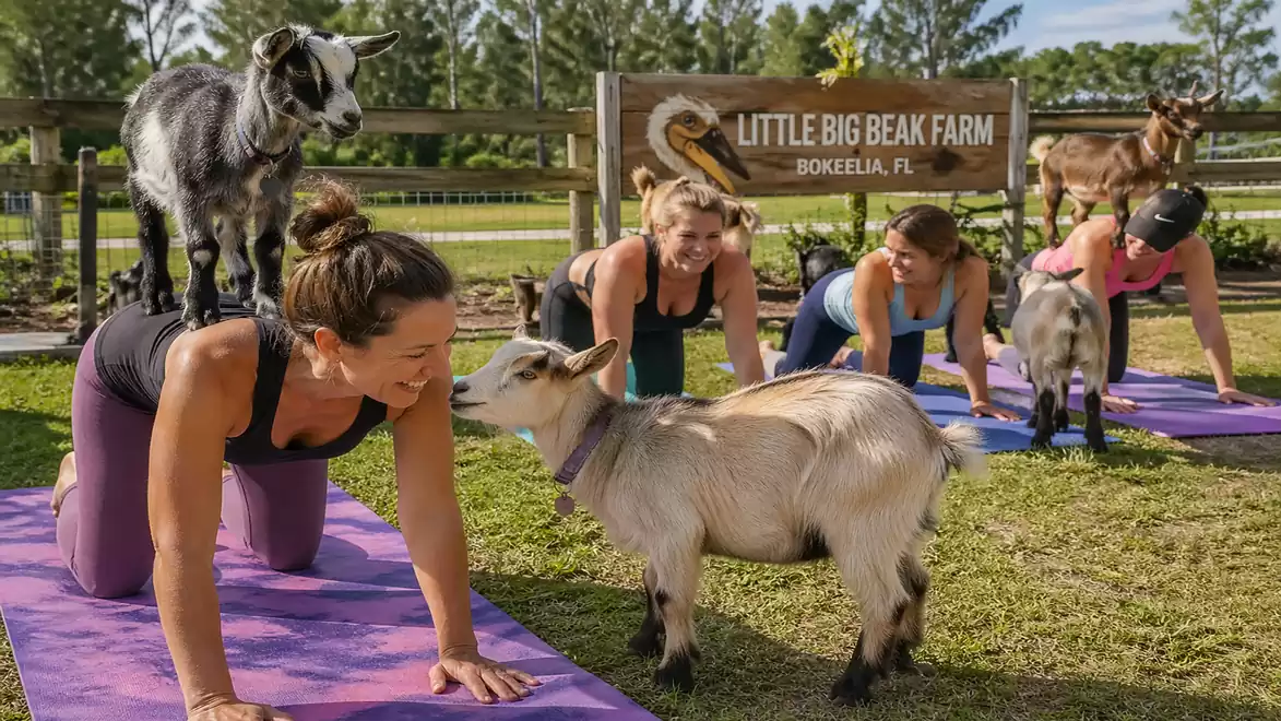 A group of people practicing yoga outdoors on a field with several goats walking around and balancing on them. A sign in the background reads 'Little Big Beak Farm'.