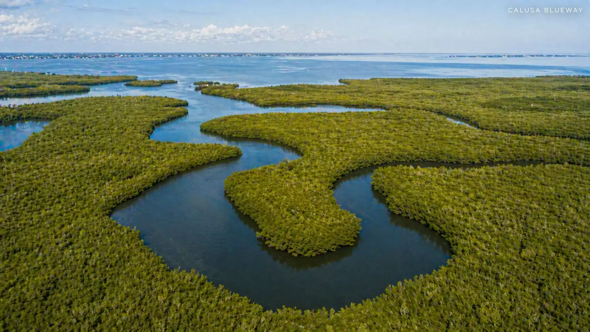 Aerial view of a scenic river bend meandering through a dense mangrove forest stretching to the horizon.