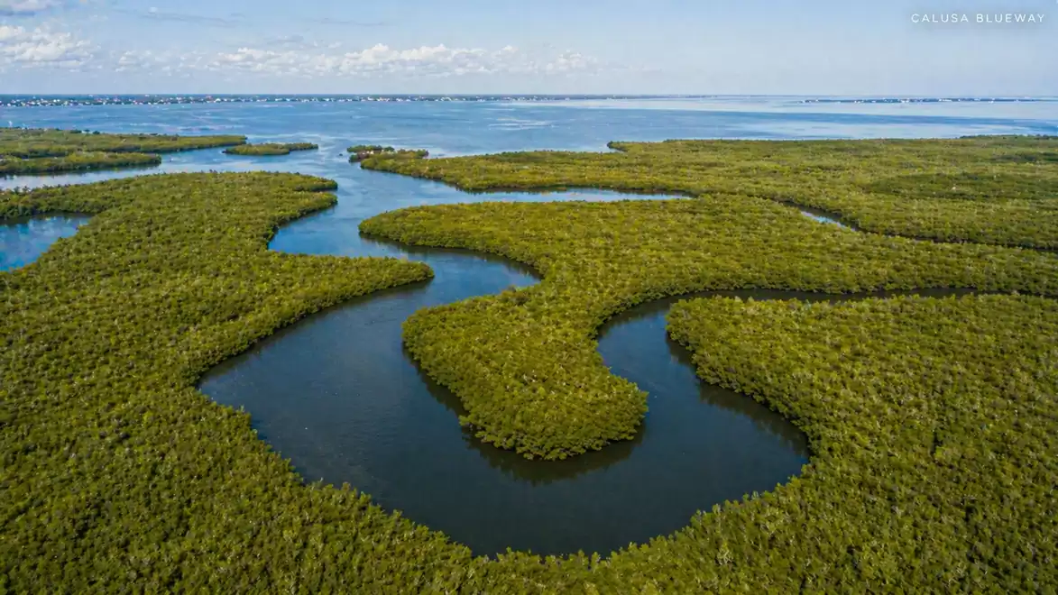 Aerial view of a scenic river bend meandering through a dense mangrove forest stretching to the horizon.