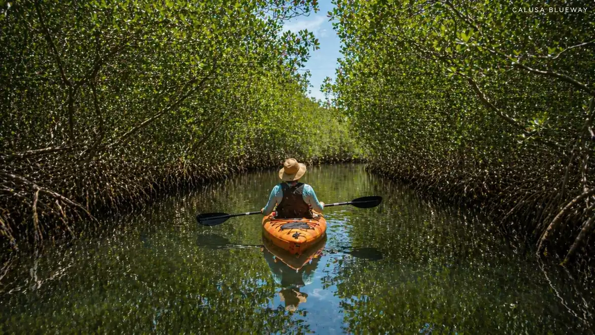 Person in an orange kayak paddles through a dense mangrove forest, surrounded by green foliage and calm water.