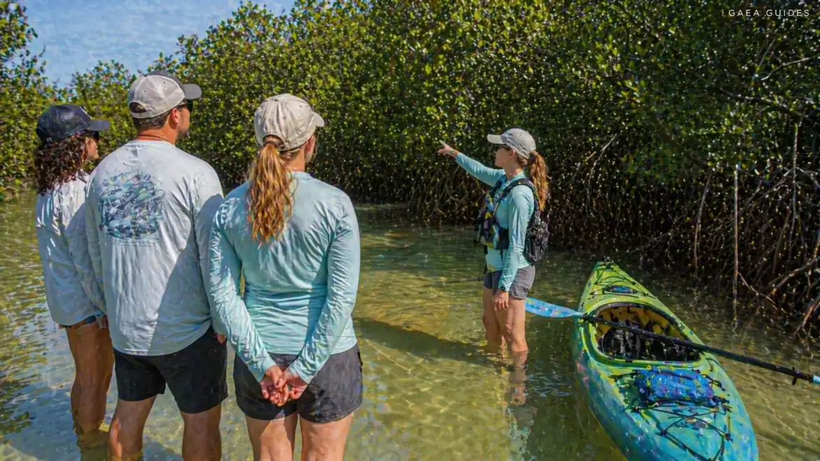 A group of people stands in shallow water next to a kayak, listening to a woman pointing at mangroves.