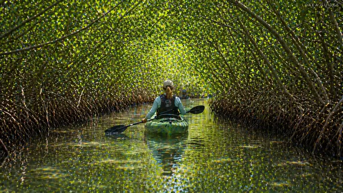 A person paddles in a kayak through a tunnel of dense, green mangroves. Sunlight filters through the leaves, creating a mesmerizing play of light on the water.