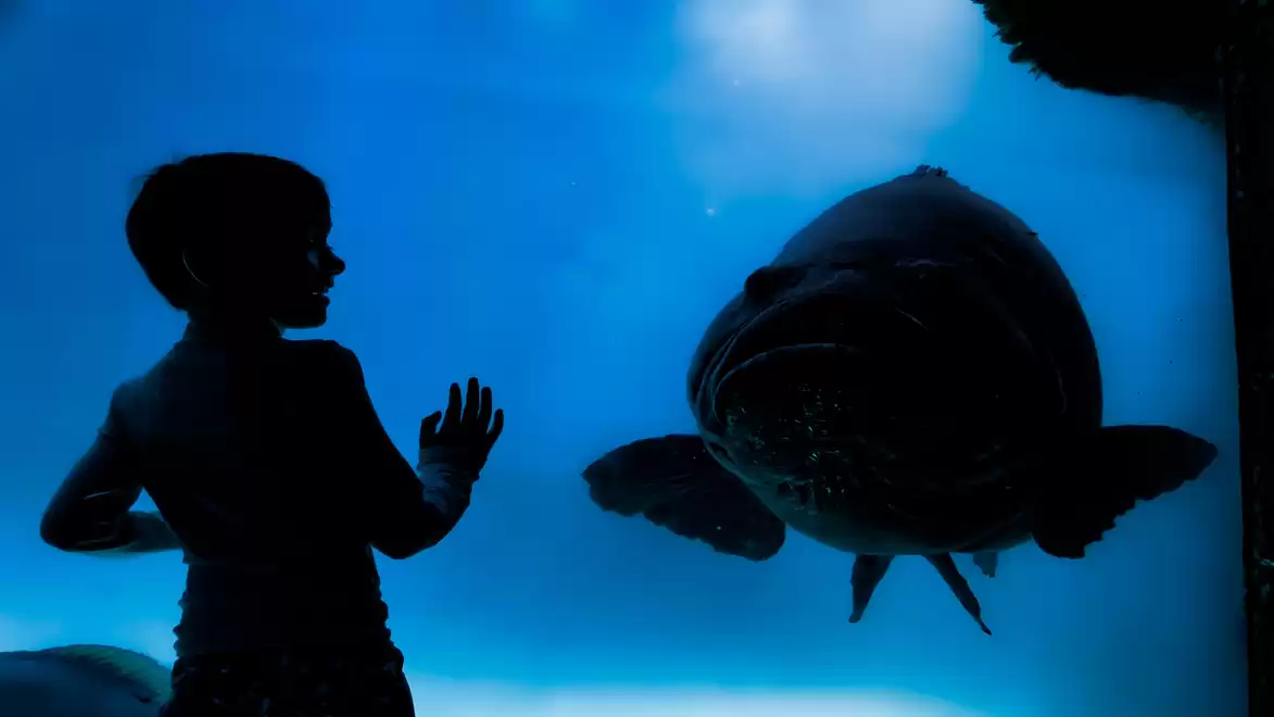 A child stands fascinated in front of a large fish in an aquarium, with the silhouette of the child contrasting against the blue water.