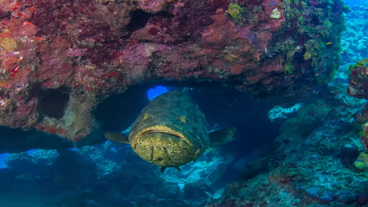 A large grouper swims underwater in a vibrant coral landscape.