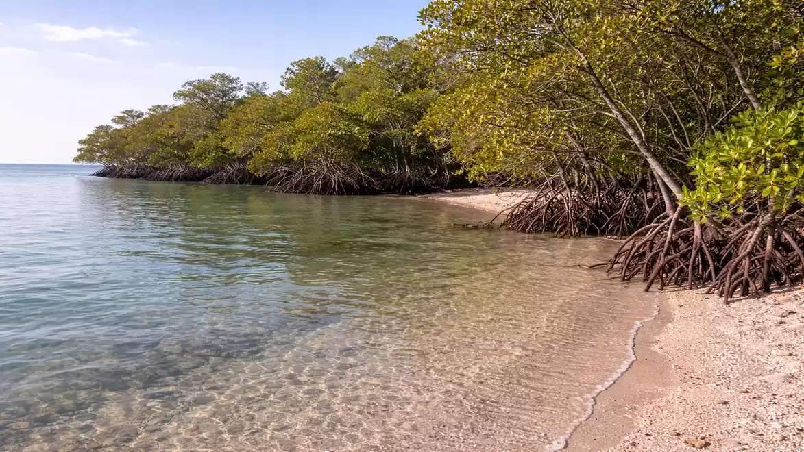 An idyllic beach with clear water and dense mangrove trees along the shore. The sky is blue, and the scene radiates tranquility and a connection to nature.