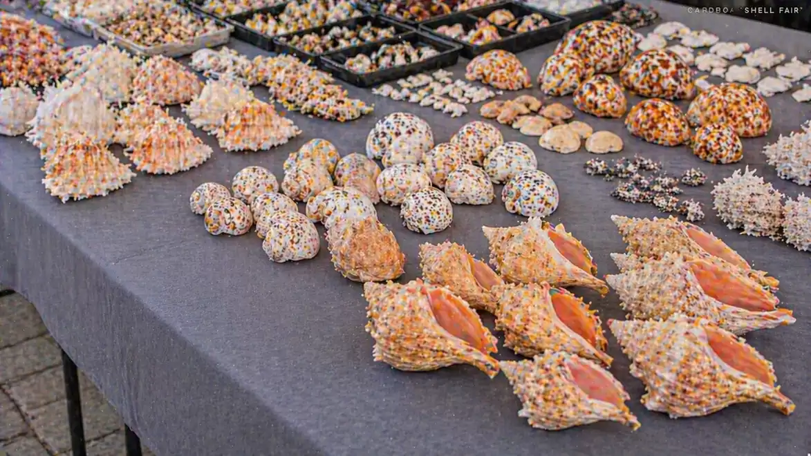 A table full of various decorative seashells arranged in patterns and groups.