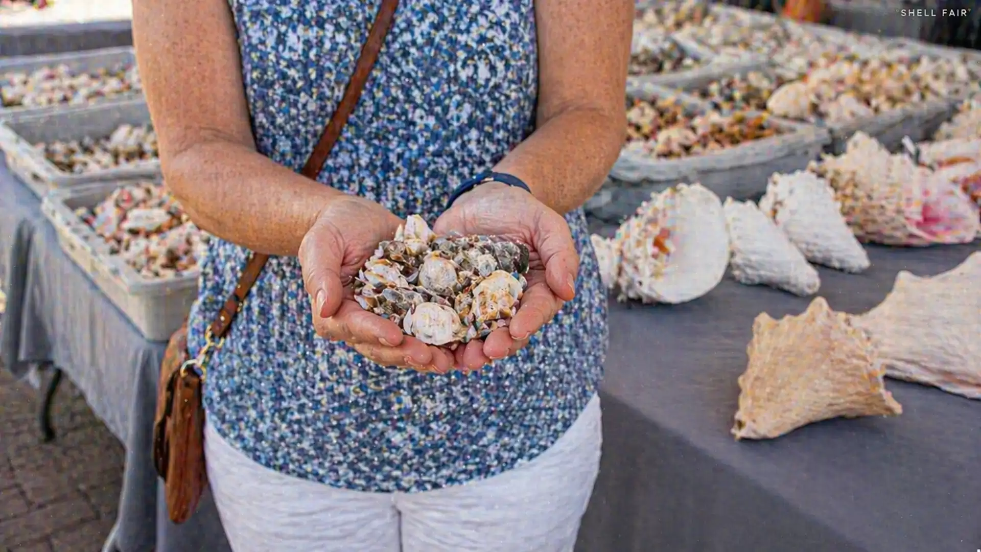 A person in a blue top holds a collection of seashells in front of a market stall with more shell collections.
