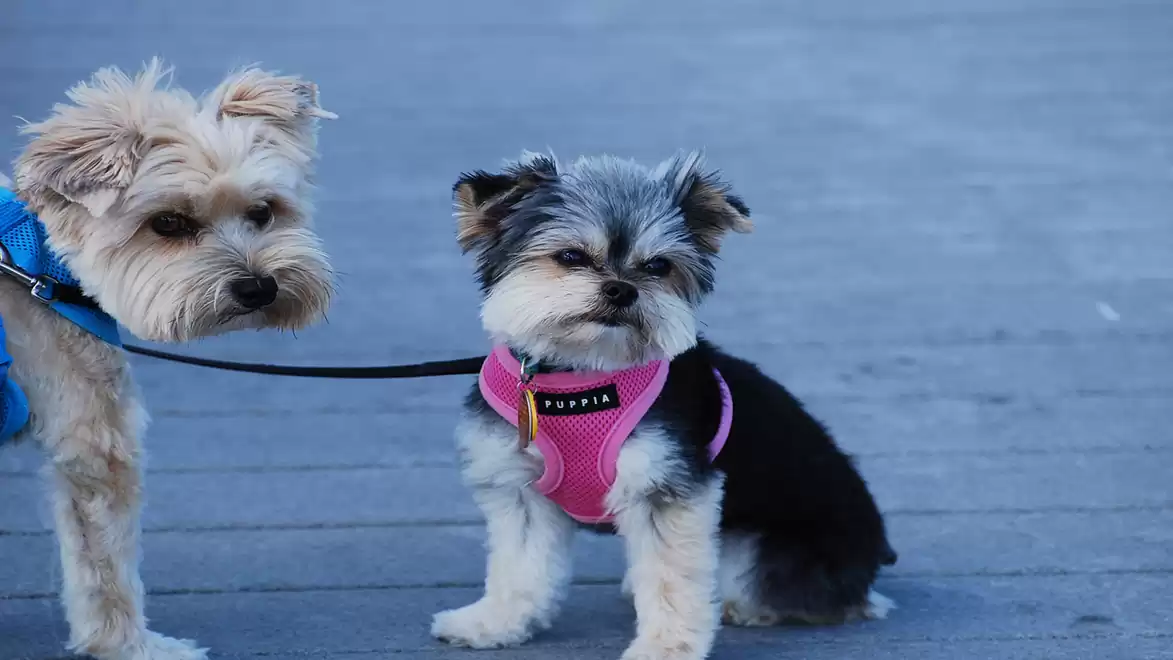 Two small dogs, one wearing a blue harness and the other a pink harness, on a sidewalk.