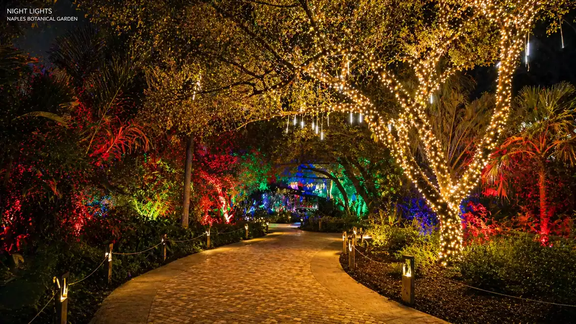 An evening pathway in a botanical garden, illuminated with colorful lights brightening the trees.
