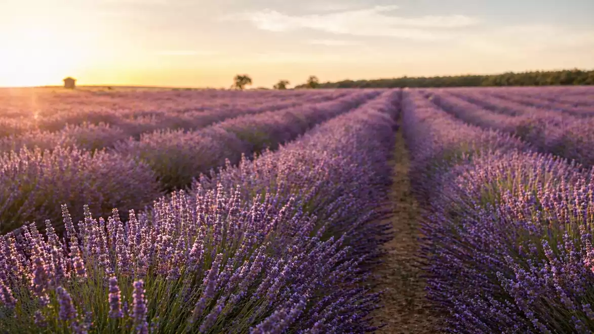 An expansive lavender field at sunset, stretching to the horizon.