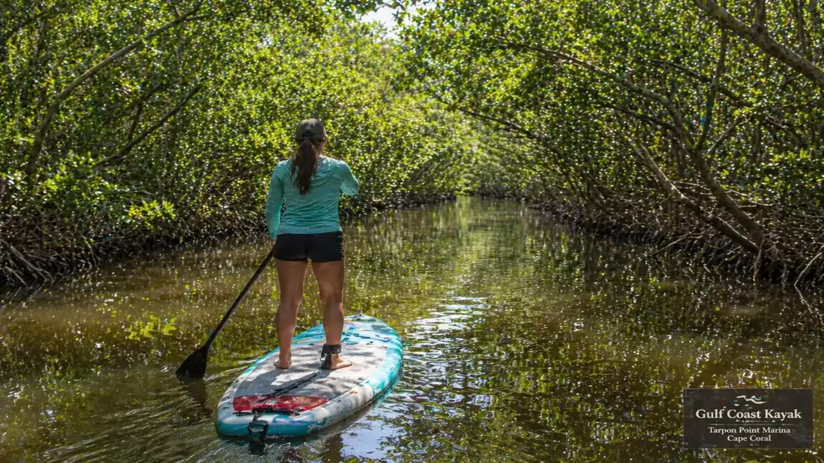 Woman paddleboarding through a waterway lined with mangroves.