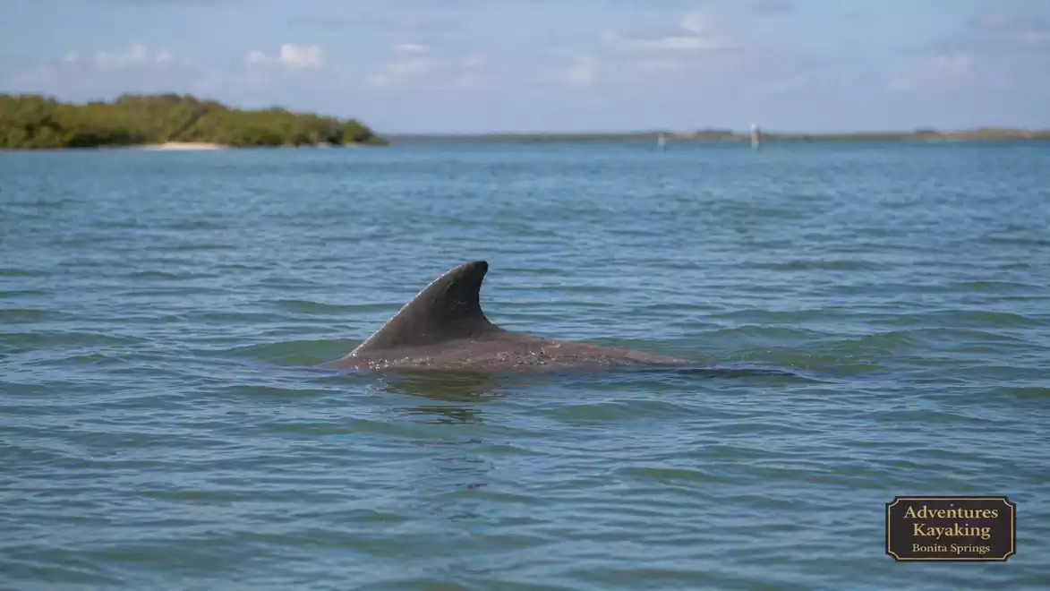 A dolphin fin emerges from the calm blue water in a picturesque coastal landscape. Green bushes and a clear sky are visible in the background.