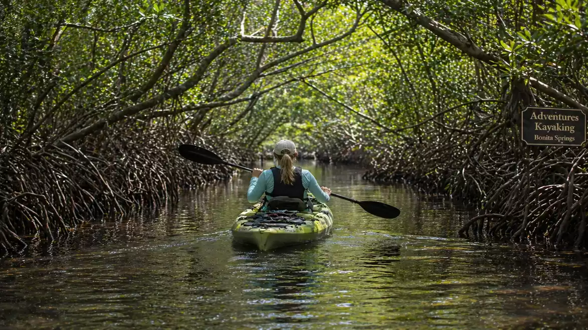 Person paddling in a green kayak through a mangrove tunnel with a dense canopy.