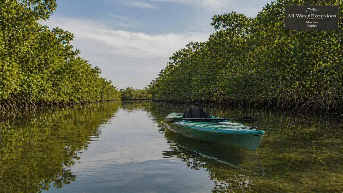 A solitary kayak floats on a calm river between dense mangroves under a clear sky.