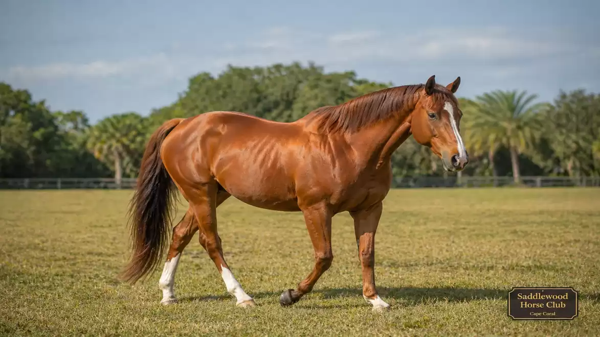 A brown horse walking on a green meadow, surrounded by trees under a blue sky.