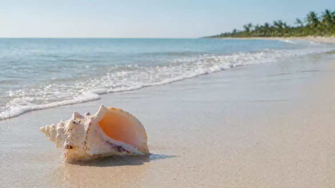 A seashell lies in the sand at the edge of a clear sea under a blue sky.