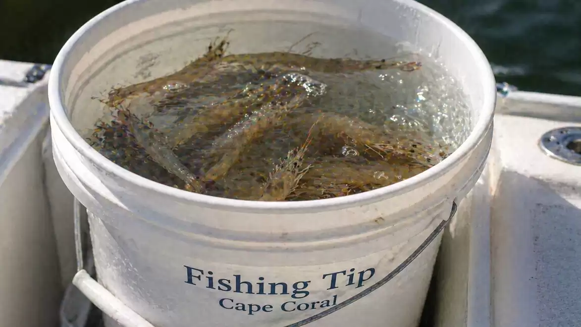 A bucket with live shrimp on a fishing boat in Cape Coral.