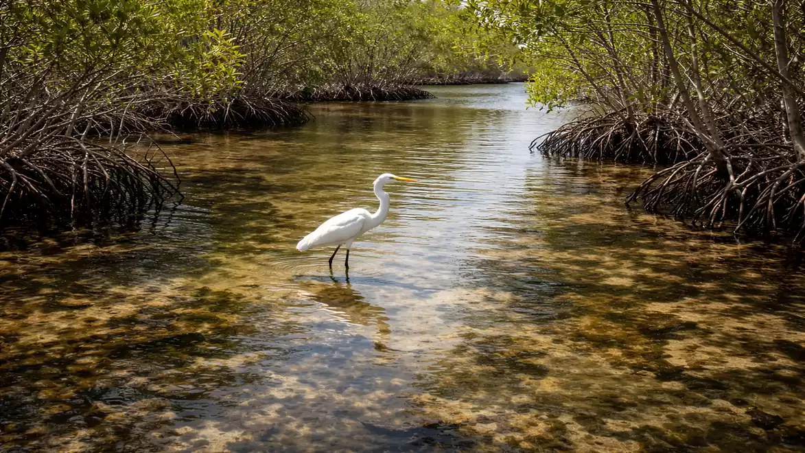 A white heron stands in shallow water surrounded by mangrove trees. The water surface reflects the light and there is a calm, natural atmosphere.