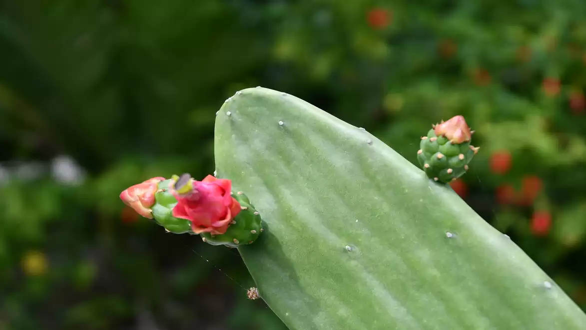 Close-up of a green cactus leaf with two red buds against a blurred background.