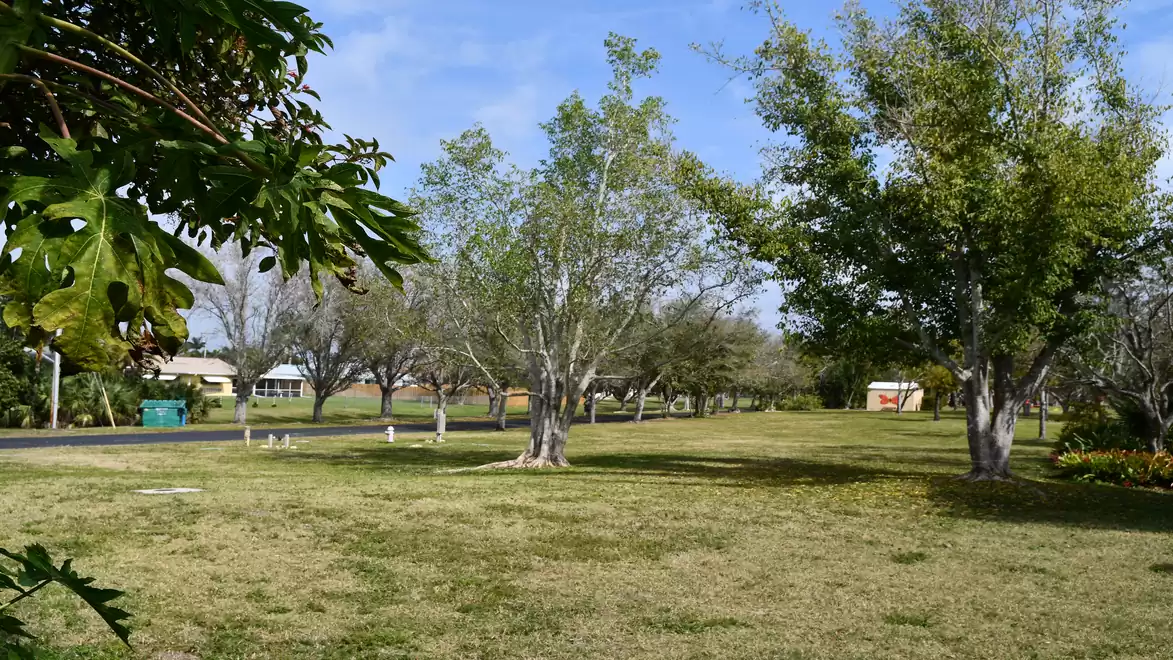 A green field with scattered trees on a sunny day, houses in the background.