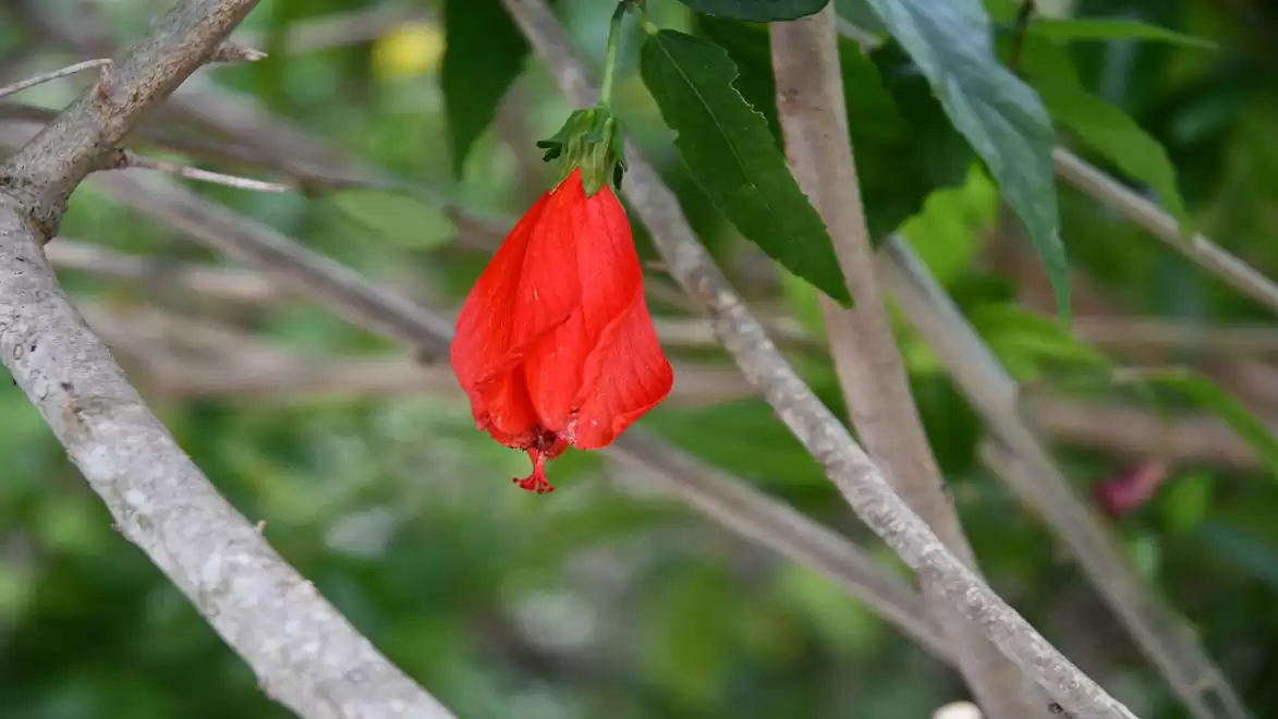 A red hibiscus flower hangs from a branch, surrounded by green leaves.