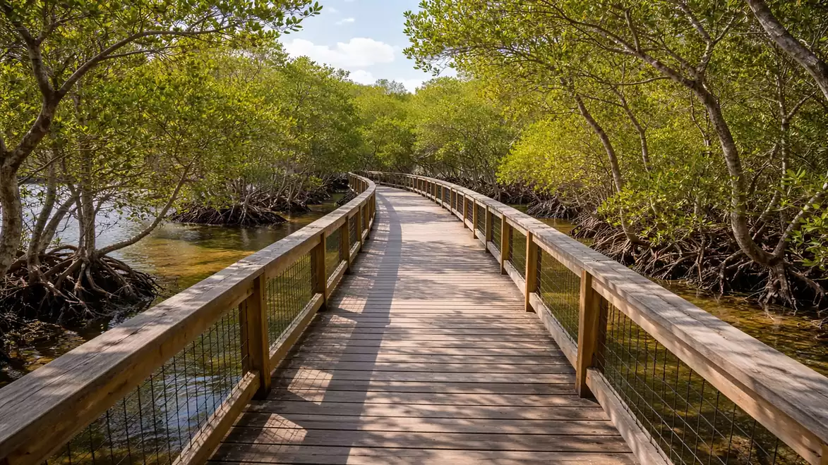 Wooden boardwalk winding through lush mangroves.