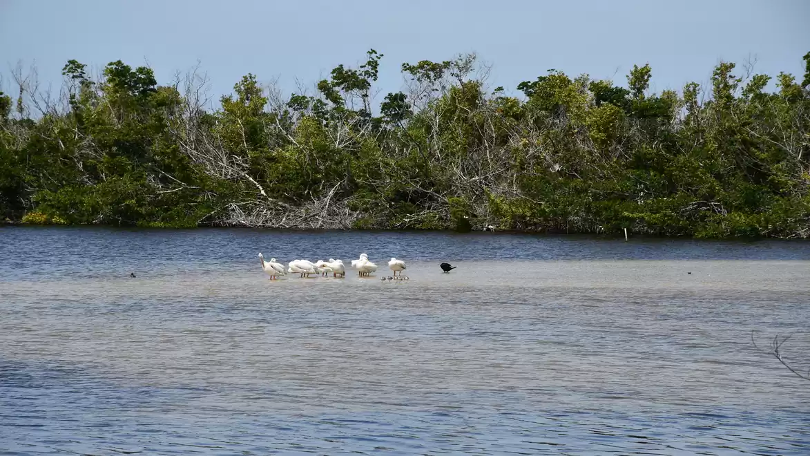 A group of birds stands on a sandbank in a river or pond, surrounded by lush vegetation.
