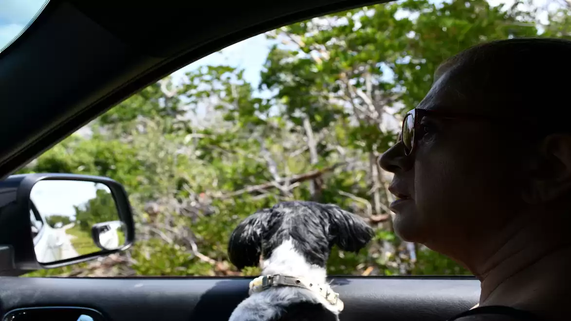 A person and a dog ride in a car with an open window on a green country road.