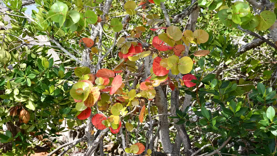 Colorful leaves of a tree in a green environment.