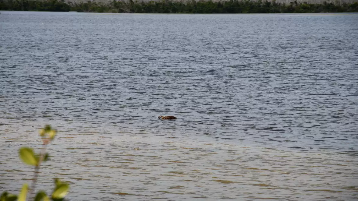A crocodile swims in a large body of water, surrounded by green vegetation in the background.