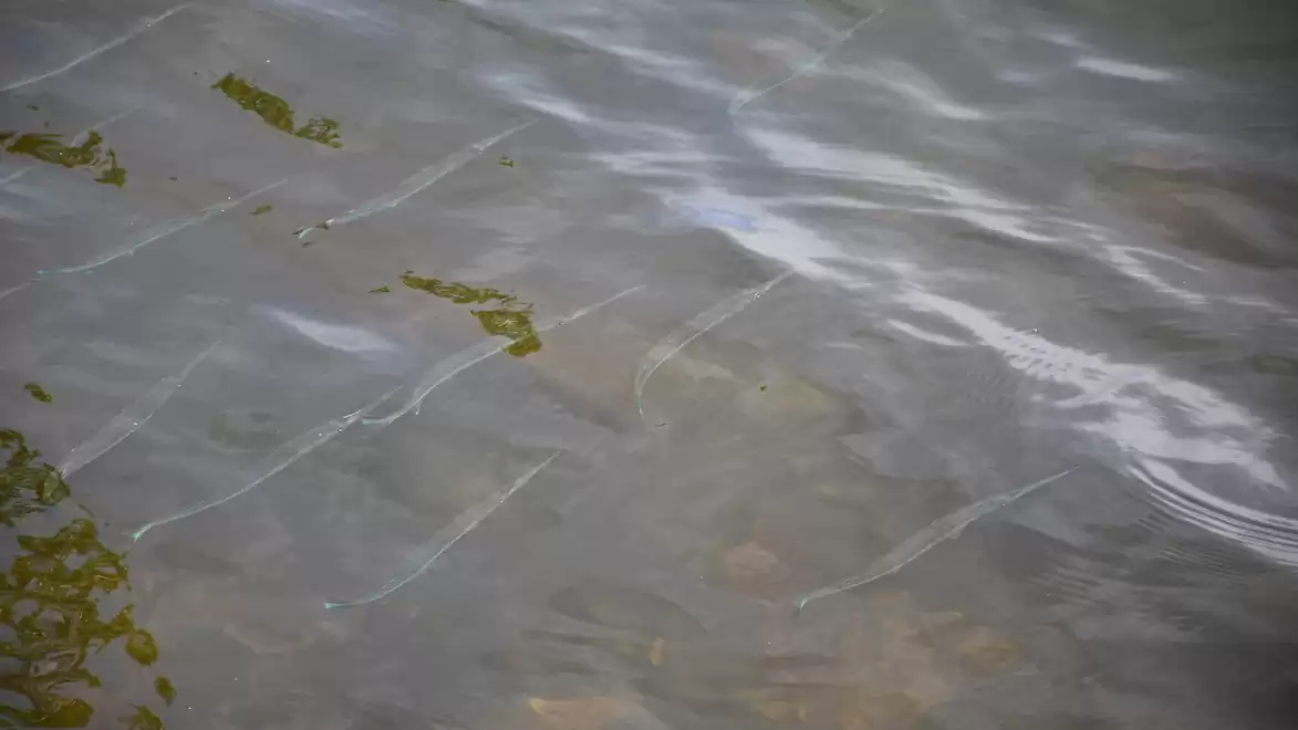 Gentle waves on the surface of a lake with small patches of algae.