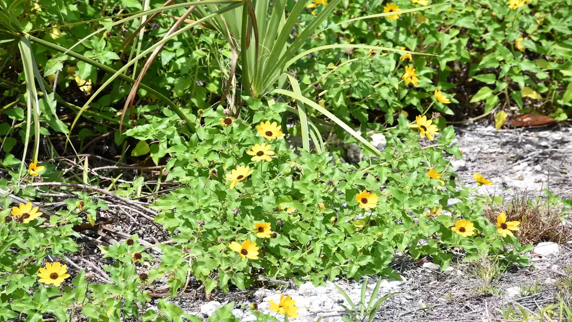 Green garden with yellow flowers and green foliage.