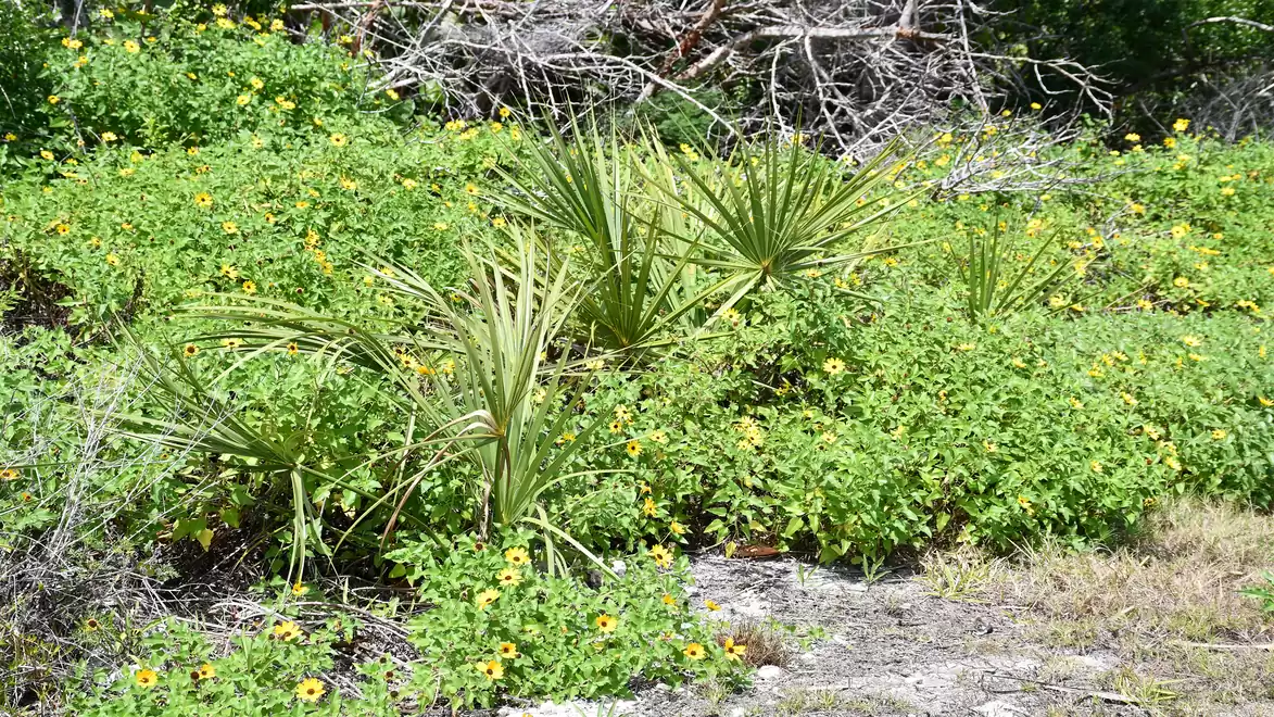 Landscape with yellow flowers and green plants in the foreground, dry branches in the background.