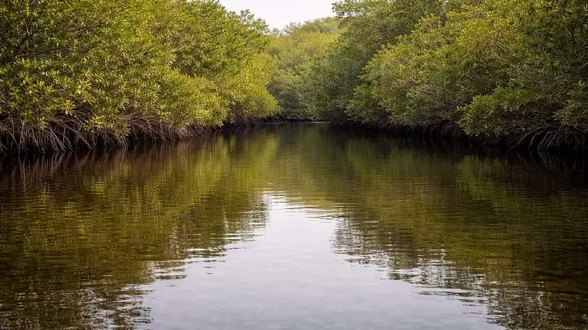 River surrounded by mangroves, calm water and dense vegetation