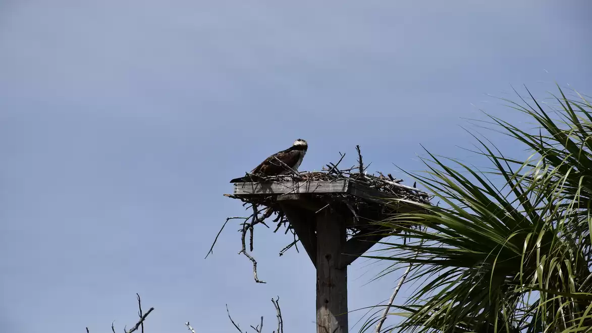 An osprey sits on a nest atop a platform, surrounded by branches and a blue sky. A palm frond is visible in the lower right corner.