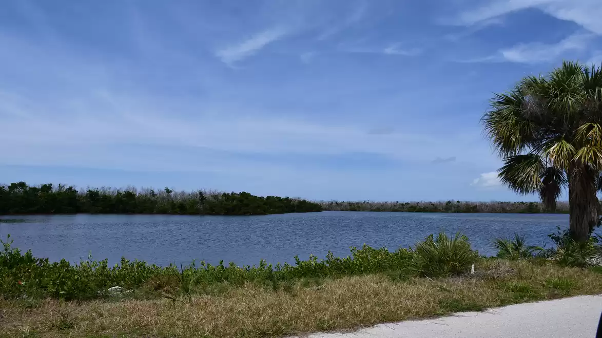 A serene lake under a clear blue sky with a palm tree on the right edge and lush vegetation in the foreground.