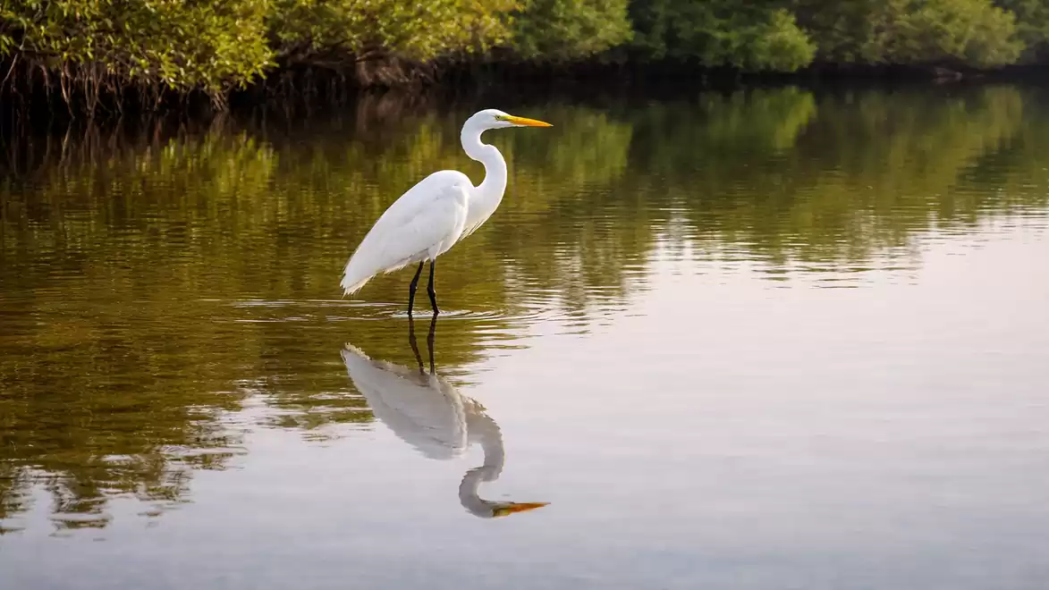 A white egret stands in the calm water of a lake, surrounded by green trees, with a clear reflection in the water.